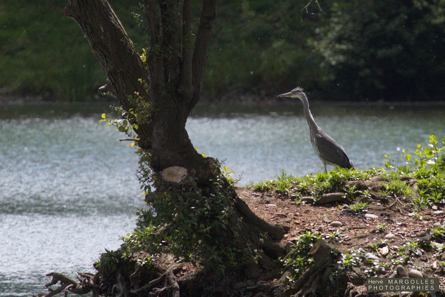 Heron cendre-02.jpg